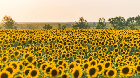 Теплий тиждень без опадів: якою буде погода в Україні 10 серпня