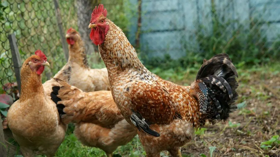 Чому кури клюють яйця та як це виправити: поради птахівникам