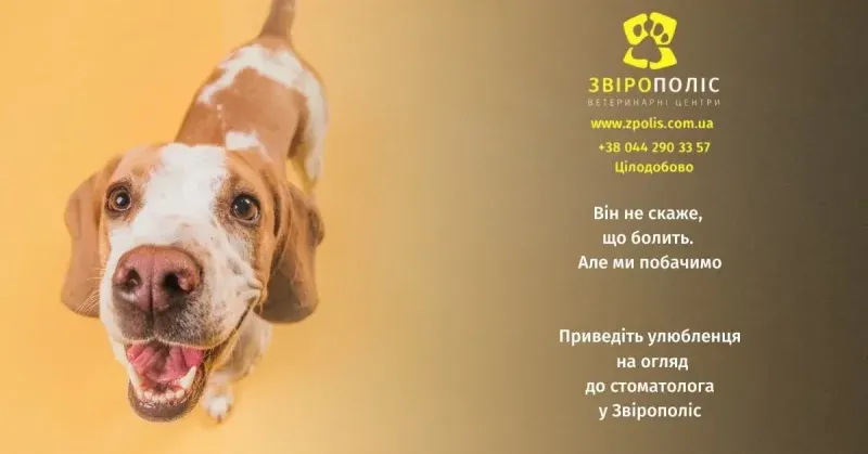 Здоров'я зубів у собак: коли огляд у ветеринара справді потрібен