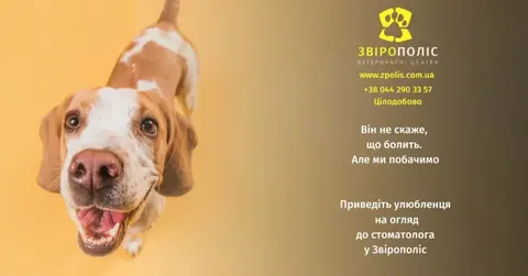 Здоров'я зубів у собак: коли огляд у ветеринара справді потрібен