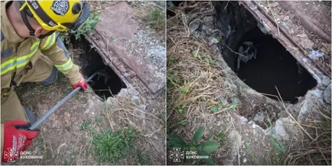 У Чернівцях рятувальники витягли собаку з каналізаційної ями