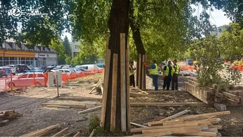 Реконструкція вулиці Мазепи у Львові: як зберігають дерева під час робіт
