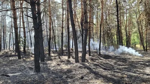 Лісова пожежа на Черкащині: локалізовано 122,6 га, триває гасіння