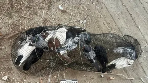 На Хмельниччині двоє молодиків викрали 23 голуби для власного розведення