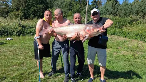 На Вінниччині ветерани виловили 34-кілограмового товстолоба: що це означає