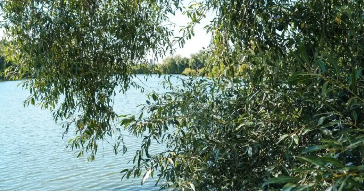Нечистоти у Вишенське озеро: у Вінниці знайшли приховані труби