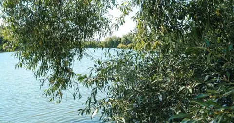 Нечистоти у Вишенське озеро: у Вінниці знайшли приховані труби