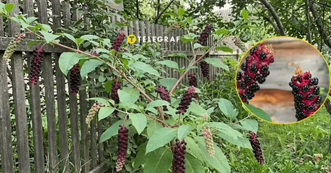 У Дніпрі виявили отруйний лаконос: чим він небезпечний і що робити батькам