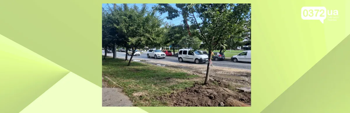 Сакури у Чернівцях не викорчовували, але одне дерево пошкодили