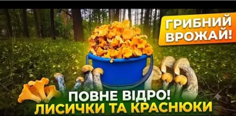 Волинські ліси дарують грибникам повні відра попри спеку