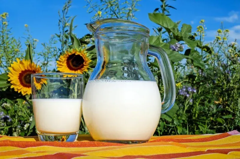 Не сир і не риба: який дешевий продукт найкраще зміцнює кістки