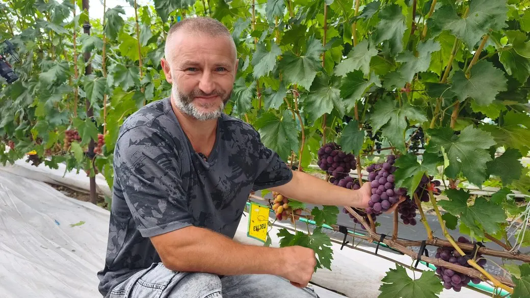 «Маленький Крим» на Волині: як чоловік створив виноградник із 50 сортів