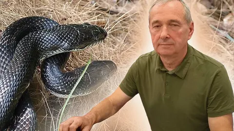 Укуси змій на Житомирщині: 13 випадків за сім місяців, серед постраждалих — діти
